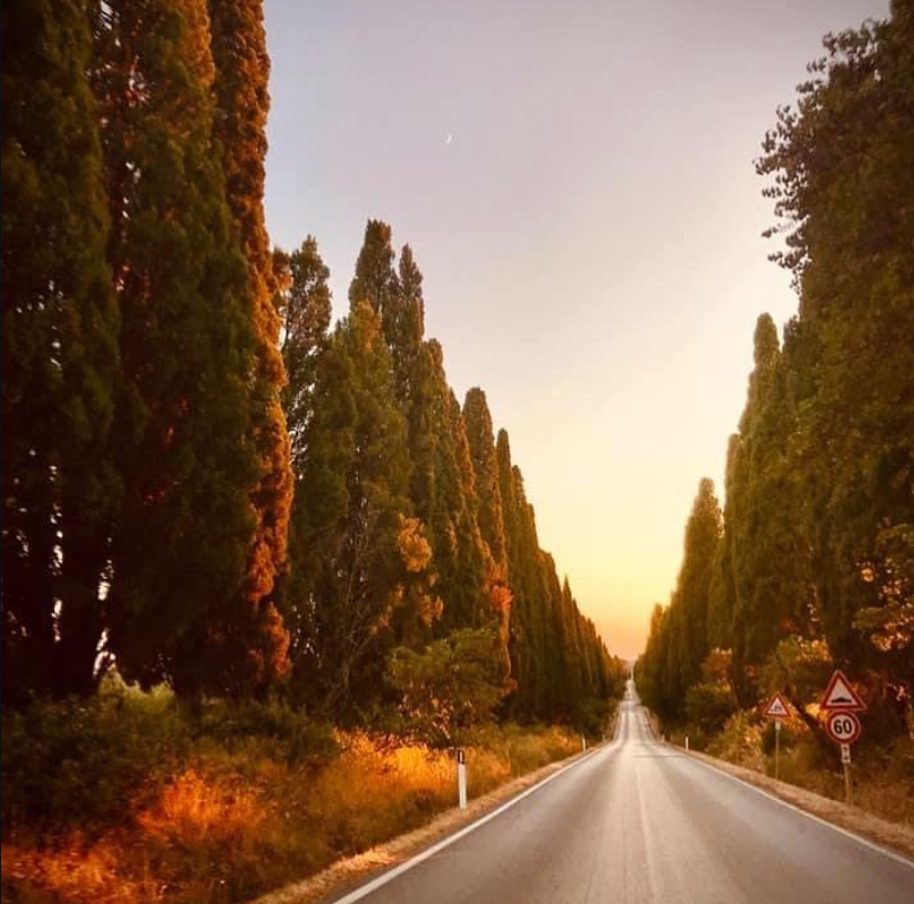 Viale dei cipressi di Bolgheri al tramonto